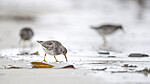 BB 13 0635 / Calidris maritima / Fjæreplytt